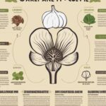 Is Garlic a Vegetable? Exploring Its Classification